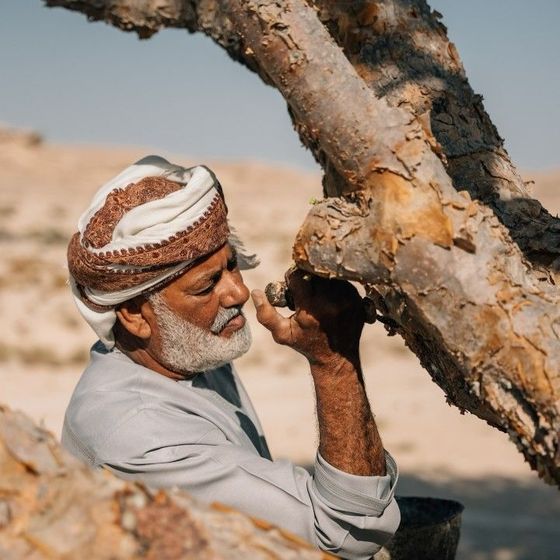 Harvesting frankincense from the tree