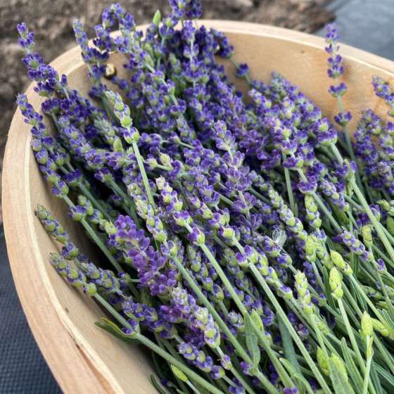 Lavender flowers