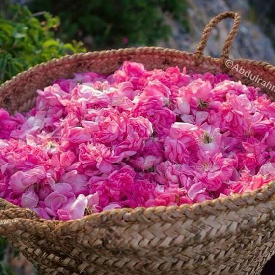 Taif roses